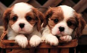Puppies! (1)