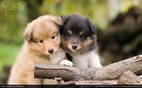 Puppies! (3)